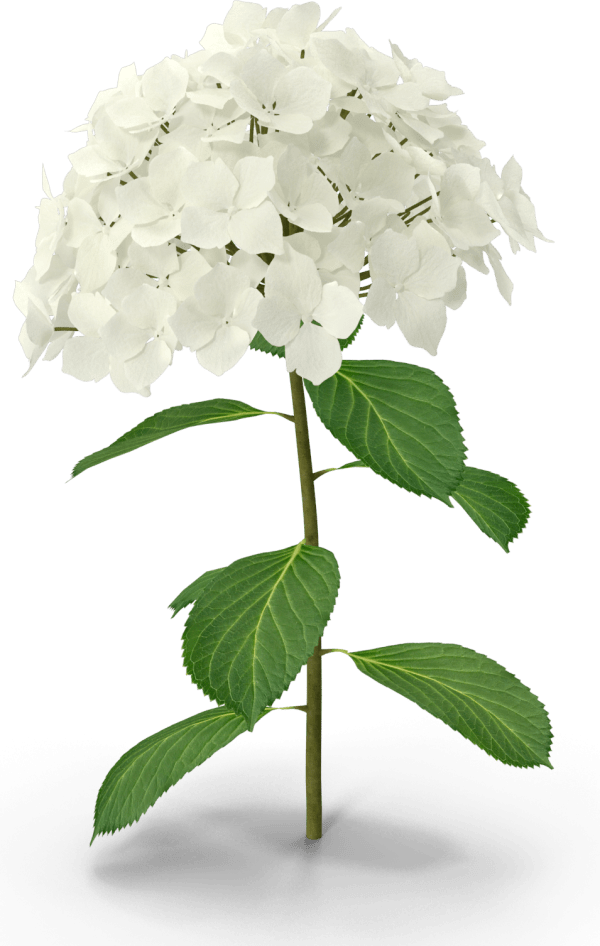 Creekside Nursery & Garden Centre photo 6